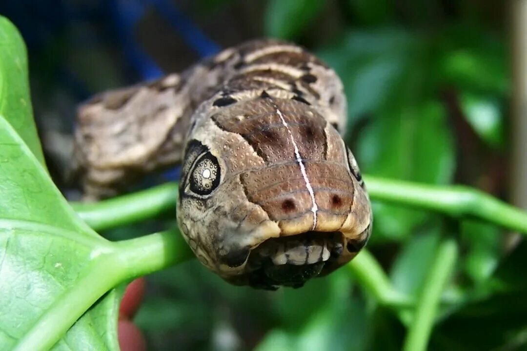 Гусеница змея фото 8 Spectacular Caterpillars That Look Like Snakes
