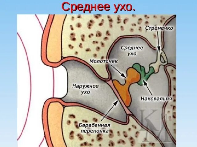 Орган слуха земноводных представлен. Строение уха млекопитающих. Слуховые косточки среднего уха пресмыкающихся. Строение среднего уха птицы.