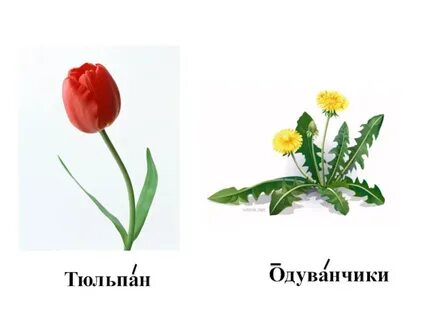 Тюльпан одуванчик