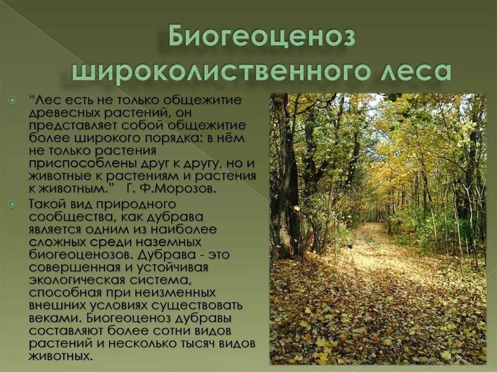 Исследовательская работа растительный и животный мир