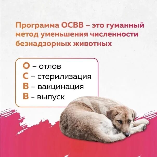 Численность безнадзорных животных в россии. Отлов стерилизация вакцинация возврат. Отлов стерилизация вакцинация возврат. Отлов стерилизация возврат. Программа освв.