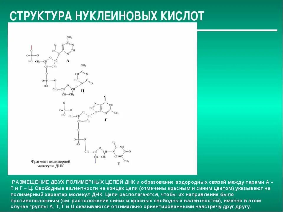 Фрагмент полимера