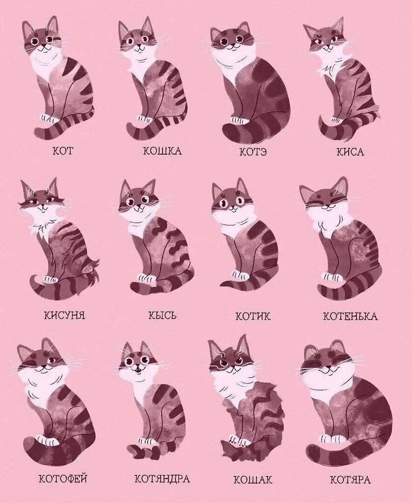 кис кис коты. смешное объявление про кота на авито. коты мемы. кис кис цитаты. классификация систем кис.