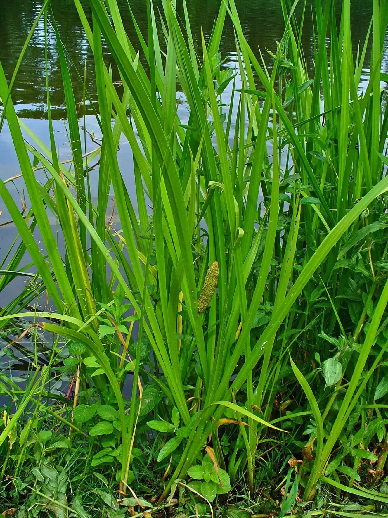 АИР болотный (Acorus Calamus). АИР обыкновенный - Acorus Calamus. Акорус Каламус. АИР болотный корневища.