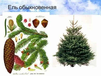 Классификация елей