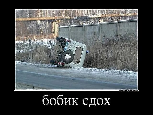 День бобика. Фото смешной бобик. Собачка бобйг. День бобика. Смешная уставшая собака.