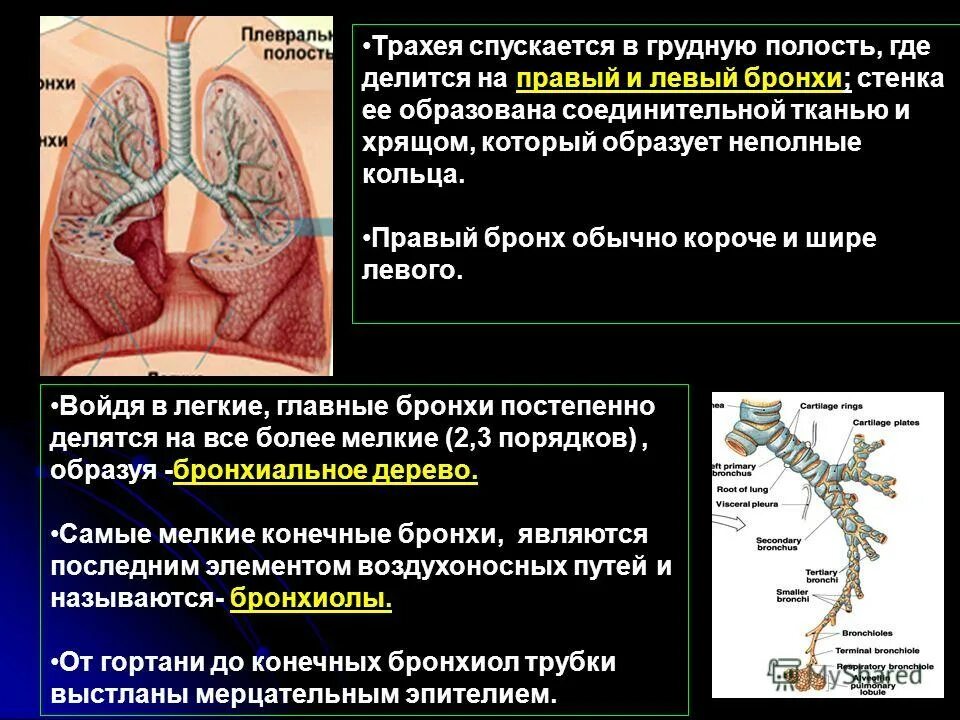 Дыханием называется процесс обеспечивающий. Дыханием называется процесс обеспечивающий