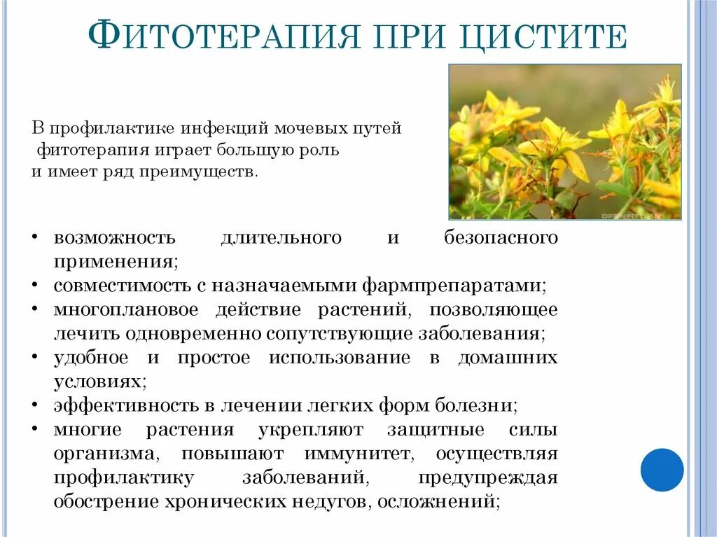 Лечение мочевого пузыря у женщин народными средствами. Фитотерапия при цистите. Фитотерапия заболеваний мочевыделительной системы. Фитотерапия при хроническом цистите. Лекарственные травы от цистита.