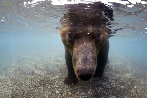Есть морской медведь