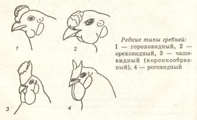 Форма гребня у кур. Розовидный гребень у кур. Ореховидный гребень. Гороховидный гребень у петуха. Гороховидный и розовидный гребни.