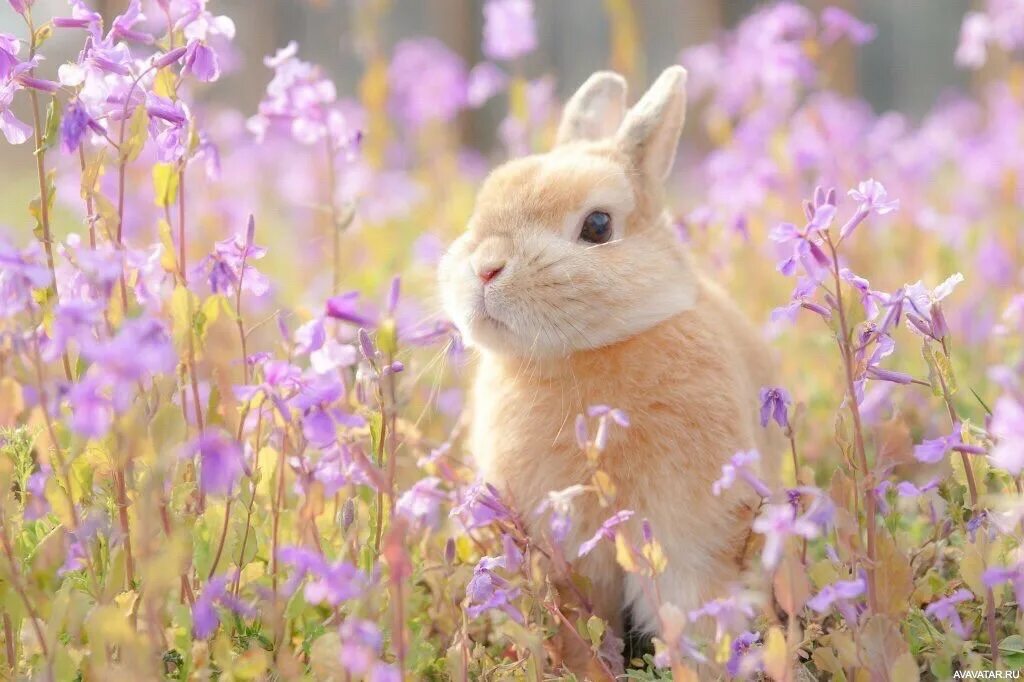 Spring rabbit