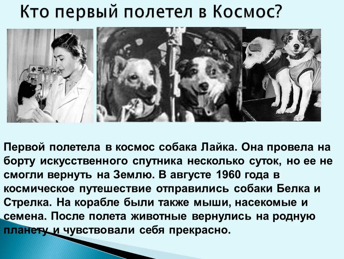 Кто второй полетел в. Ктотпервфй порлетел в космос. Кто первый полетел. Кто из собак первый полетел в космос. Кто первый палетел вкосмас.