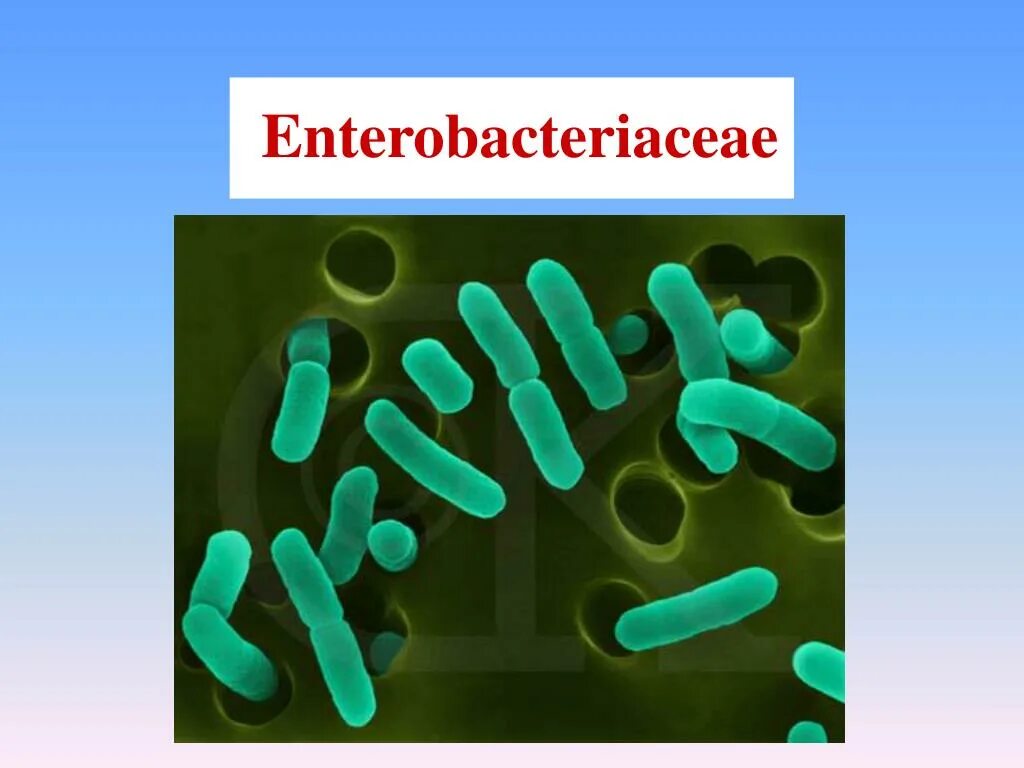 Микроорганизмы enterobacteriaceae. Микроорганизмы семейства enterobacteriaceae. патогенность энтеробактерий. семейство кишечных бактерий. энтеробактерии микробиология.
