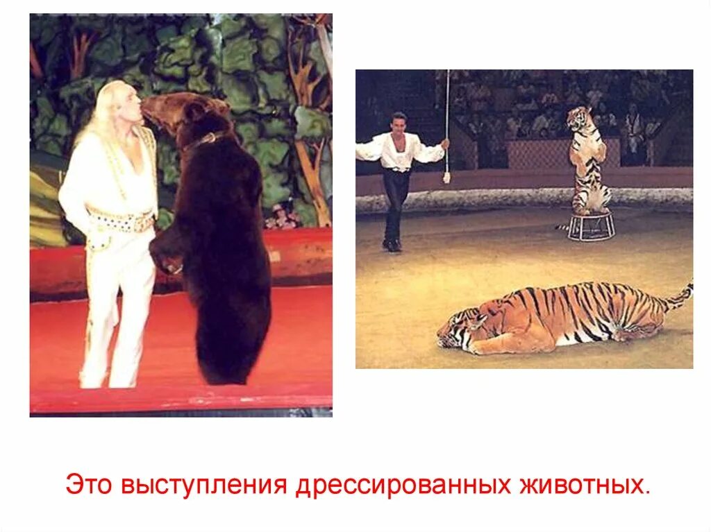 Животные не поддающиеся дрессировке. Животные не поддающиеся дрессировке. Дрессировка собак. Бигль дрессировка. Немецкая овчарка в прыжке.
