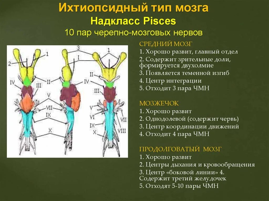 Сколько пар черепных нервов отходит. Виды головного мозга ихтиопсидный. Особенности строения маммального типа мозга. Ихтиопсидный Тип. Типы мозга у позвоночных.