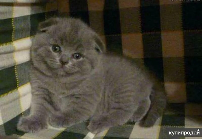 Шотландская вислоухая кошка помесь. Американская короткошёрстная кошка. Шотландец дворового окраса. Шотландский скоттиш страйт полосатый. Шотландец дворового окраса.