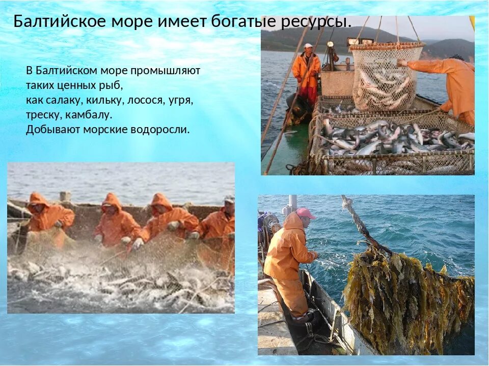 Богатство балтийского моря. Полезные ископаемые Балтийского моря. Ресурсы Балтийского моря кратко. Балтийское море ресурсы моря. Хозяйственная деятельность Балтийского моря.