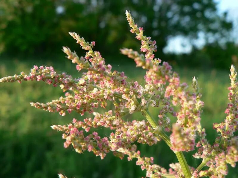 Rumex thyrsiflorus. Щавель пирамидальный. Щавель пирамидальный растение. Щавель пирамидный. Персик ракушка щавель у девушек пример