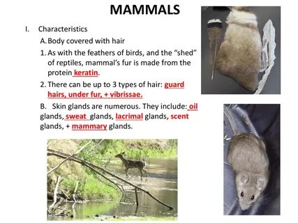 But mammals