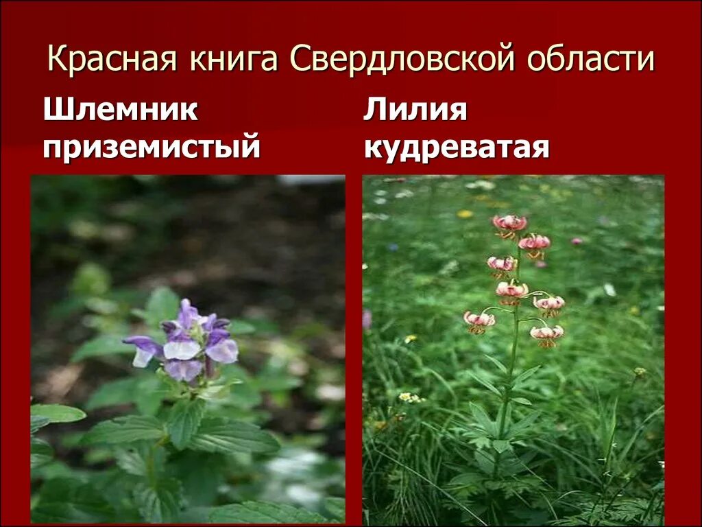 Растения красной книги урала. Растения Свердловской области занесенные в красную книгу. Охраняемые растения на Урале. Краснокнижные растения Урала. Растения которые занесены в красную книгу Свердловской области