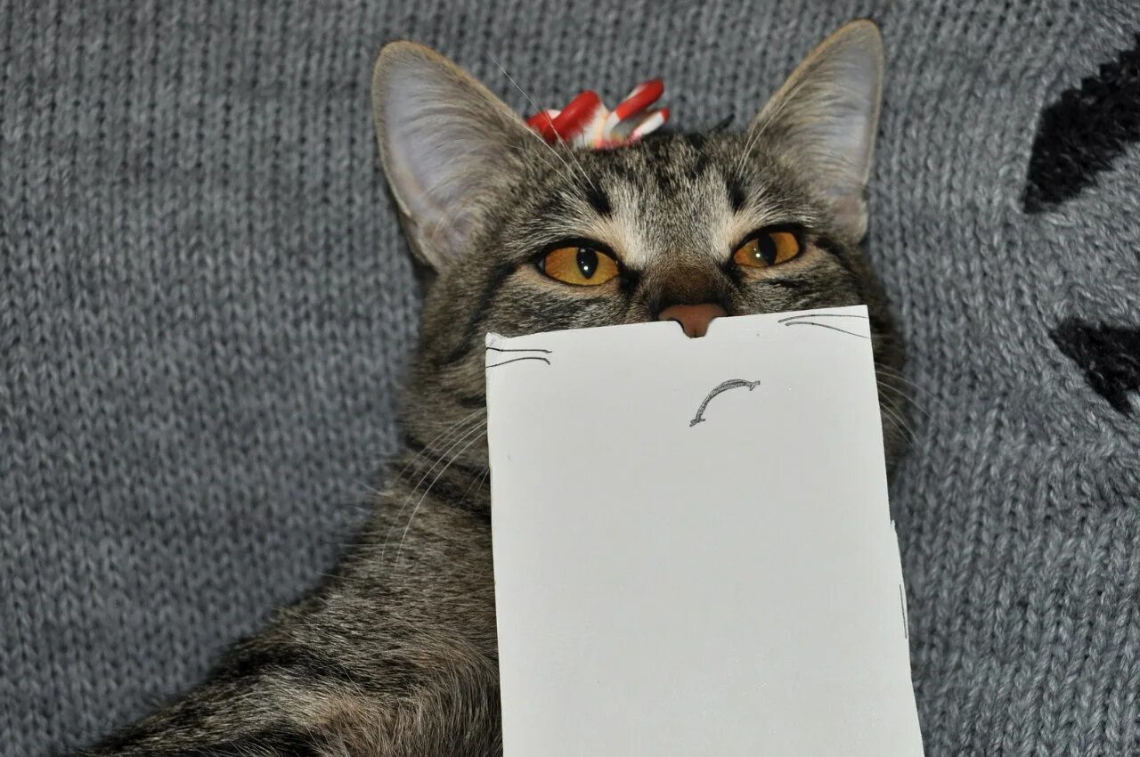 Какого нибудь кота