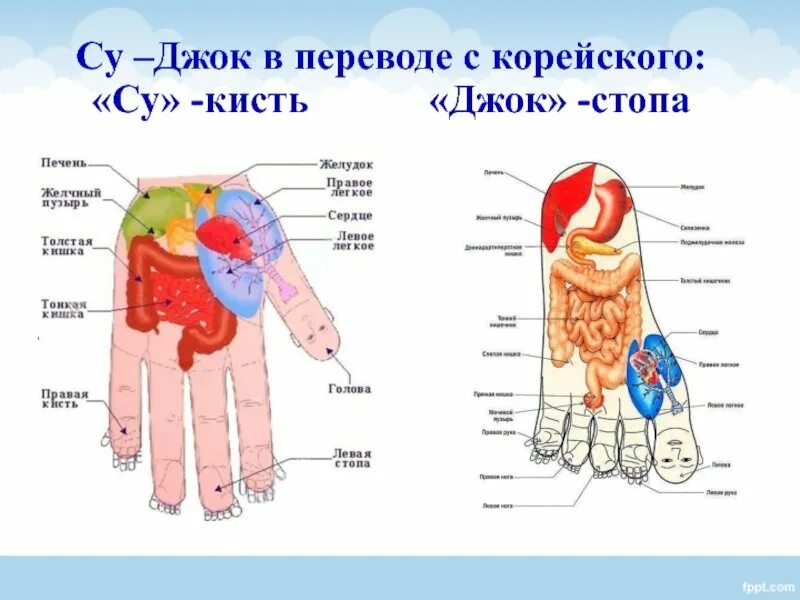 Методика массажа при заикании у детей. Стандартная система соответствия су джок. Су джок точки на стопе. Точечный массаж головы ребенку. Акупунктура су джок терапия.