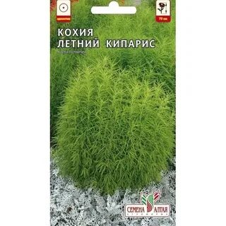 Кохия семена
