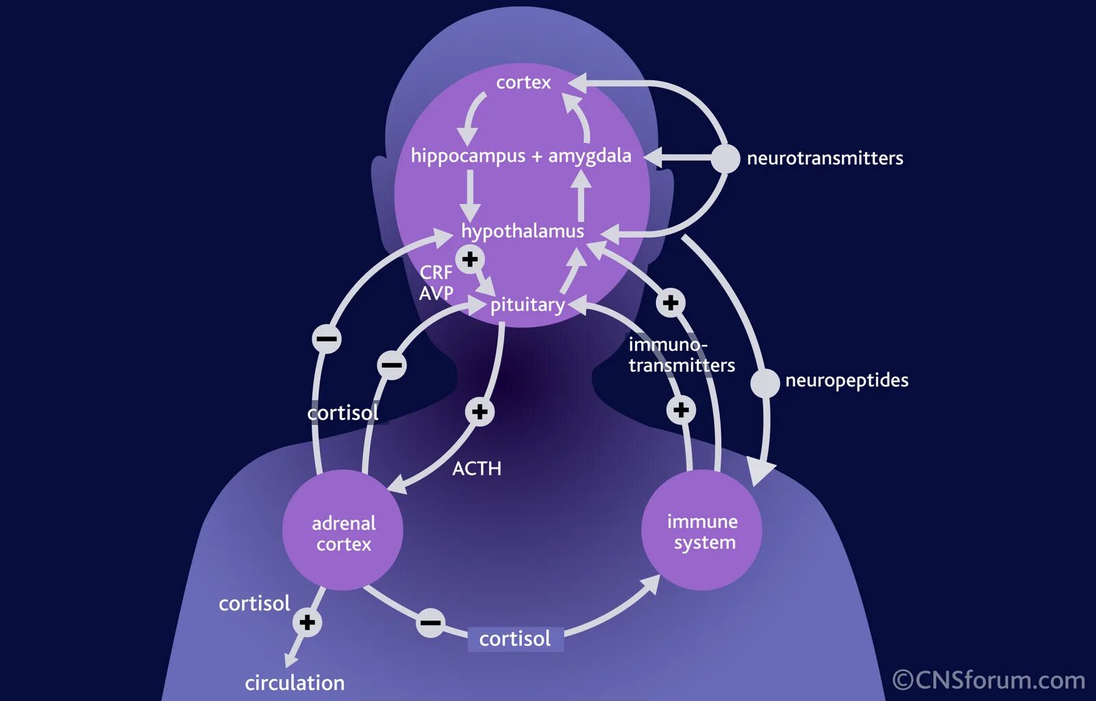 The system seems. Дофамин и кортизол. HPA Axis. Нейропептид. Кортизол дофамин серотонин.