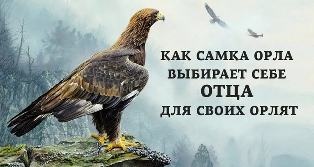 Орел и орлица. Гнездо белоголового орлана. Цитаты про орлицу. Как орлица выбирает себе орла. Орёл мой друг.