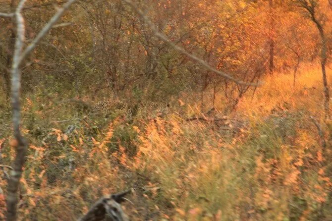 Крадущийся волк. Красивый волк. Картинка где спрятался волк. Волк в лесу. Волк в кустах.