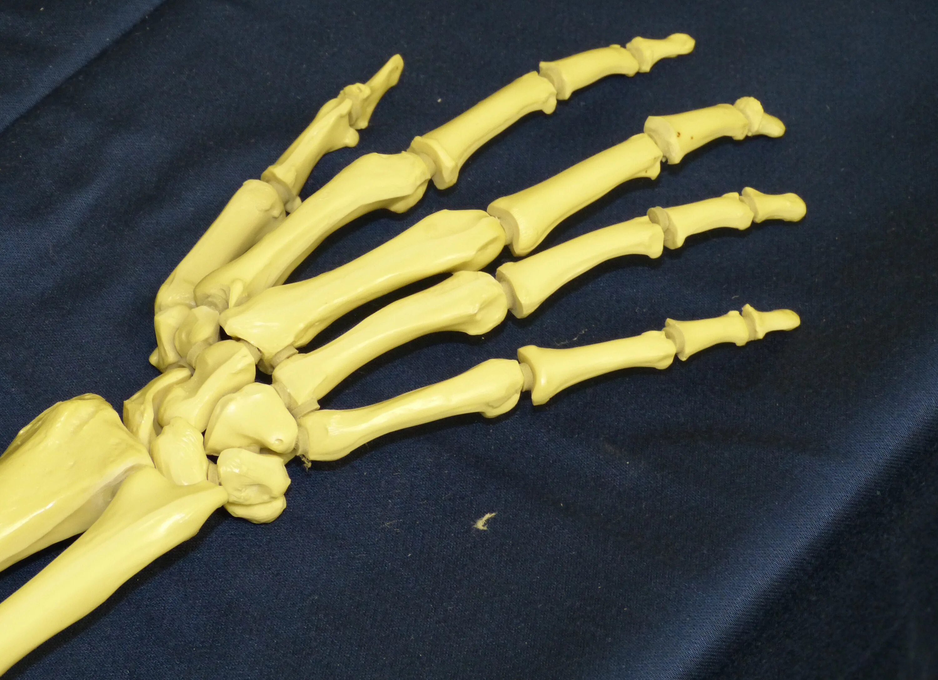 Кости руки. Кость руки. Скелет кисти. Скелет руки человека. Кости скелета рук