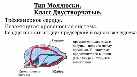 Сердце моллюсков