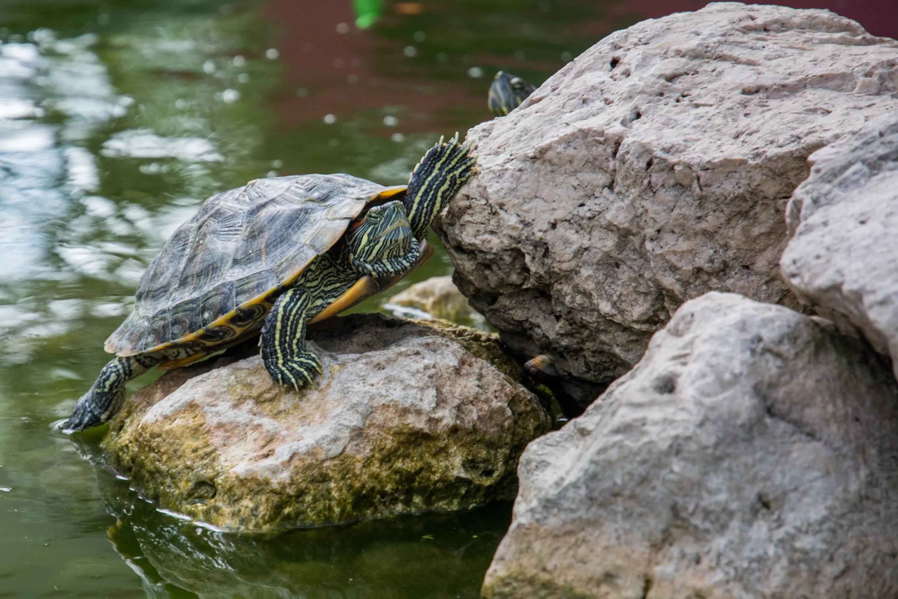 Черепахи весной. Красноухая водоплавающая черепаха. Красноухая Пресноводная черепаха. Морская черепаха красноухая. Красноухая Болотная черепаха.
