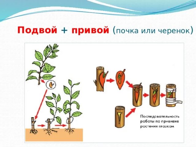 Прививка растений вегетативное размножение. Вегетативное размножение подвой привой. Растения размножающиеся прививкой. Вегетативное размножение прививкой. Вегетативное размножение последовательность действий