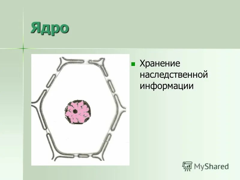 Ядро хранение генетической информации. Ядро хранение генетической информации