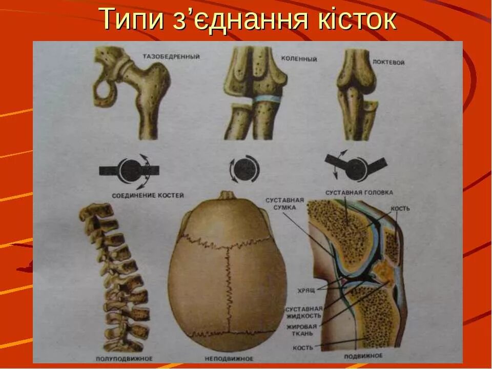 Кости скелета человека соединены неподвижно. Соединение костей неподвижные полуподвижные. Соединение костей скелета человека. Полуподвижные соединения костей. Биология 8 кл.соединение костей.