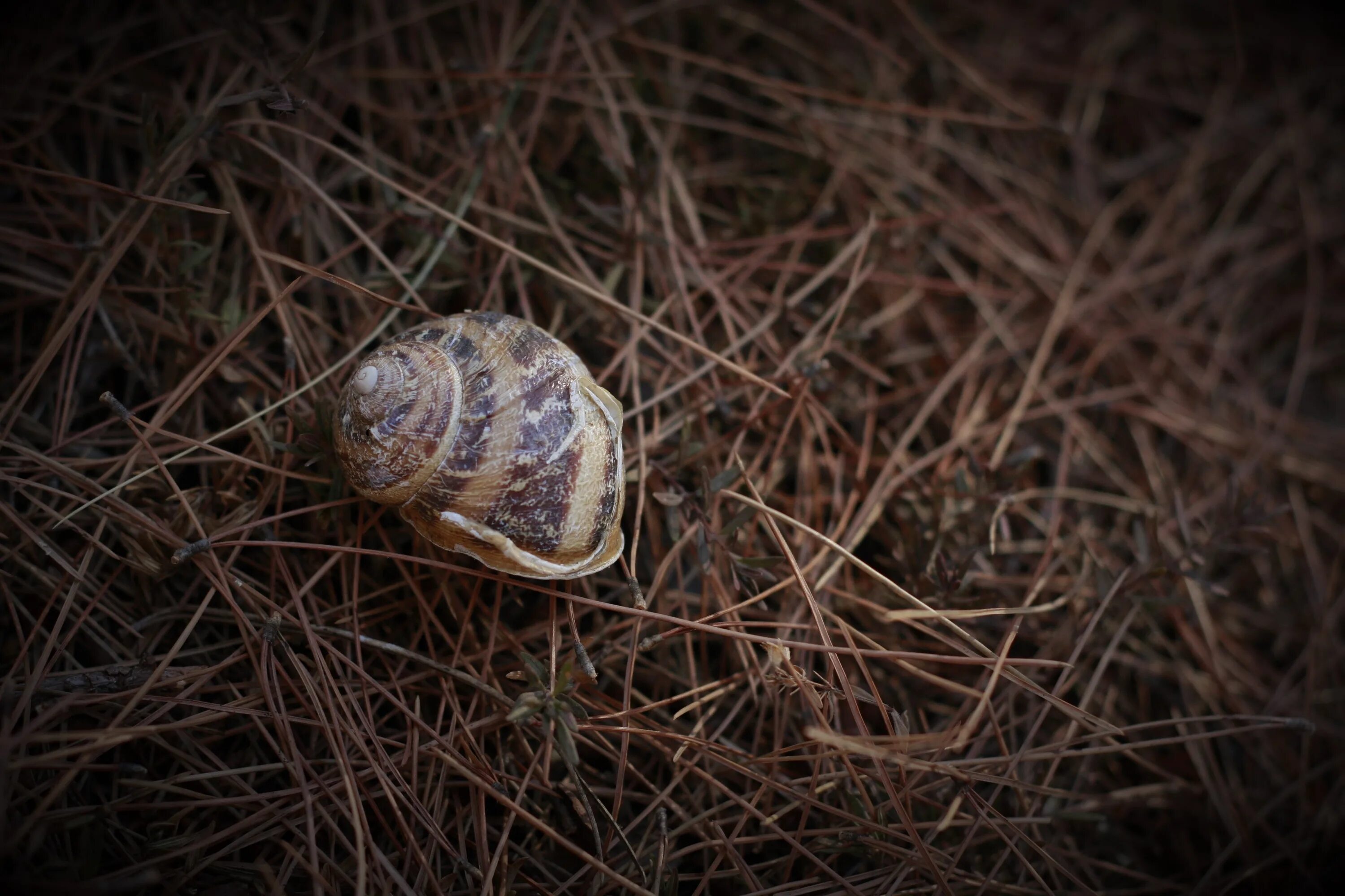 Улитка домой. Snail Shell дом. Улитка Snail House. Домик для улитки. Жилище для улиток.