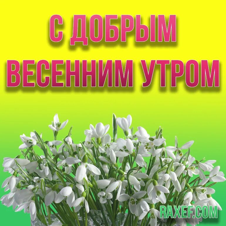 Доброе у РО С подсгежникамт. Открытки с подснежниками. Открытки с добрым утром весенние. Доброе утро подснежники. Доброе утро подснежники картинки с надписями