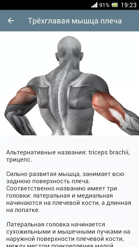 Сколько восстанавливаются плечи. Трёхглавая мышца плеча упражнения. Тренировка трехглавой мышцы плеча. Упражнения на трехглавую мышцу руки. Латеральная и медиальная головки трицепса.