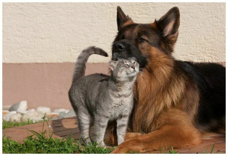 немецкая овчарка и котенок. немецкая овчарка и кошка. немецкая овчарка и кошка. кошки и собаки. немецкая овчарка и кошка.