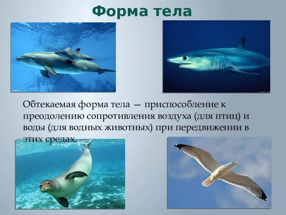 Типы формы тела животных. Обтекаемая форма тела. приспособление формы тела. форма тела приспособленность. обтекаемая форма тела у животных.