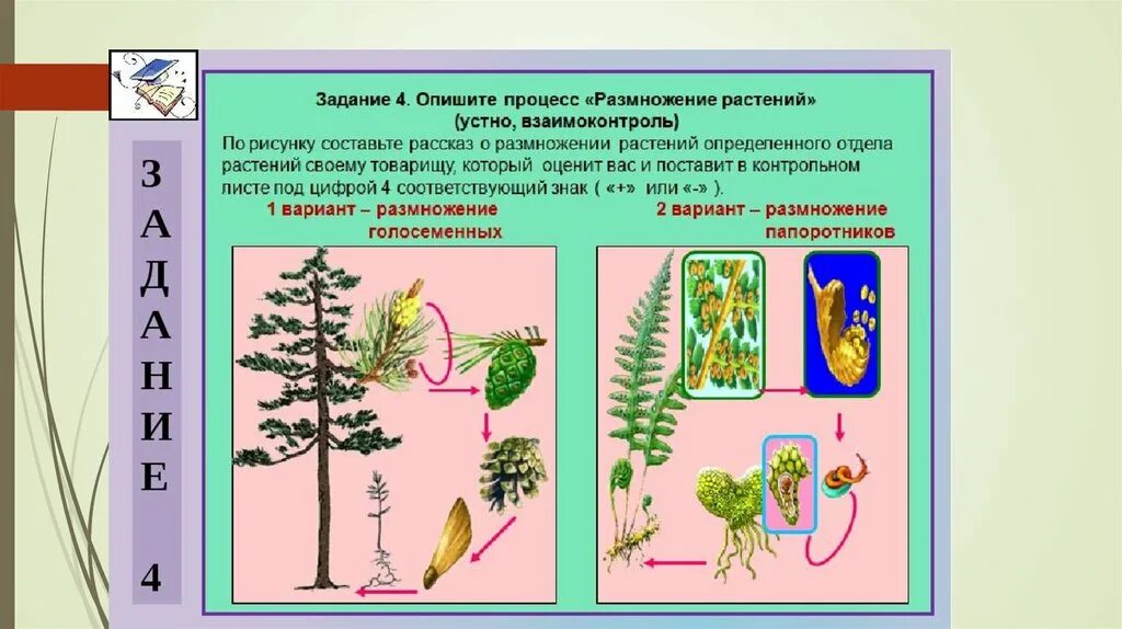 Растения царство растений. Биология царство растений. Царство растений 5 класс. Представители отделов растений. Тема по биологии растения города