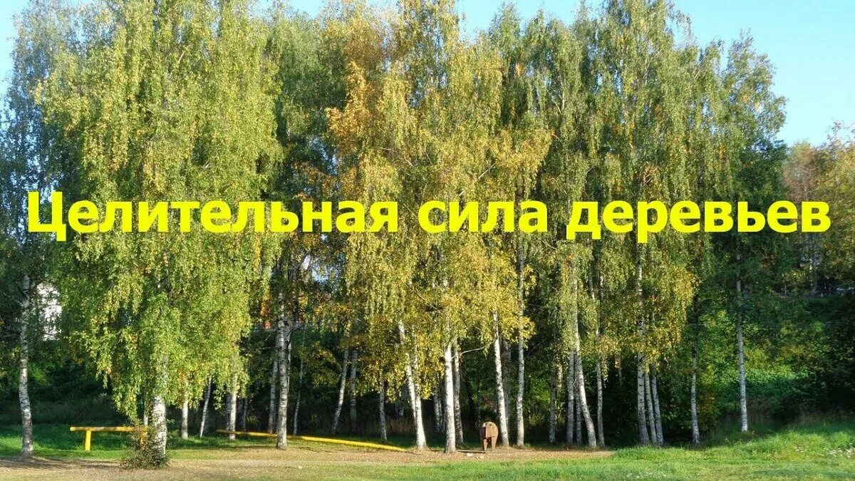 Деревья дают силу. Человек за деревом. Сила деревьев и энергия. Могучее дерево. Ясень энергетика дерева.