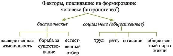 Какой фактор эволюции. Биологический социальный и трудовой факторы эволюции человека. факторы эволюции человека схема. биологические и социальные факторы становления человека. факторы антропогенеза схема.