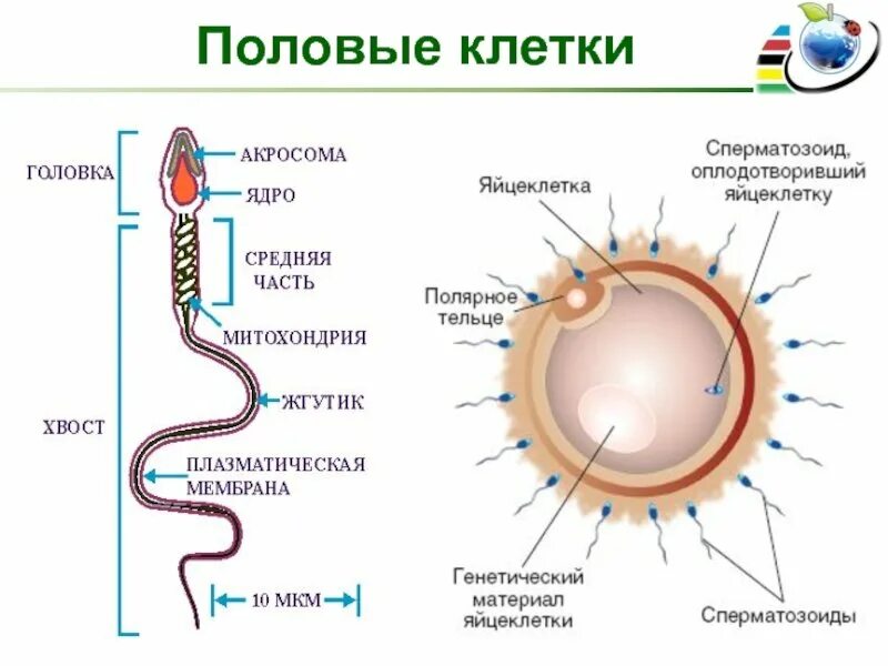 Мужская гамета. Строение и функции половых клеток. Строение половых клеток гамет. Строение половых клеток яйцеклетка. Строение яйцеклетки и спермия у человека.