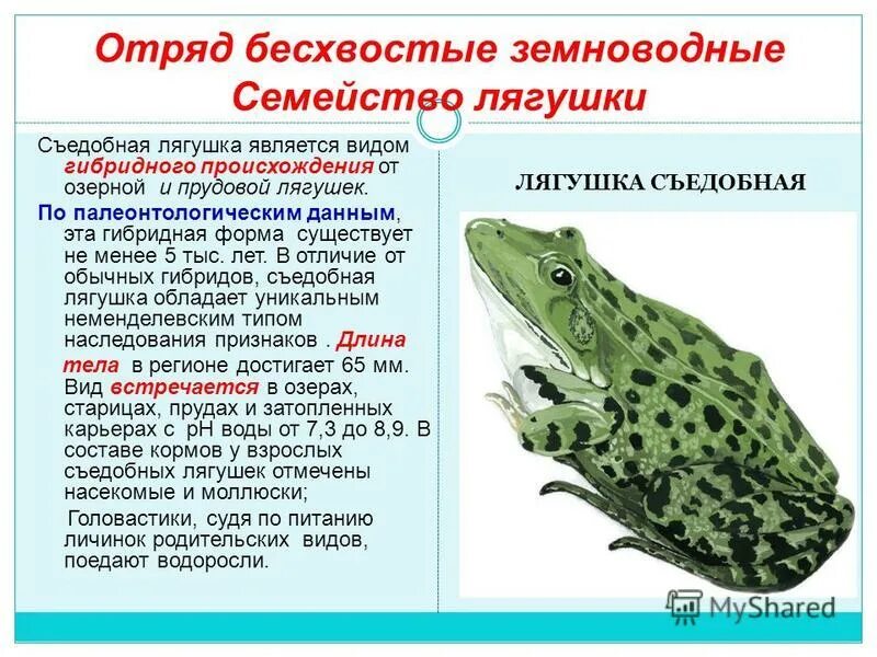 Строение и размножение земноводных. Представители бесхвостых земноводных 7 класс. бесхвостые амфибии характеристика. форма тела бесхвостых земноводных. характеристика бесхвостых земноводных.
