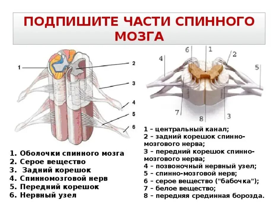 Схема наружного строения спинного мозга. Передние корешки строение. Спинномозговой узел спинного мозга функции. Задние корешки спинного мозга функции. Строение спинного мозга рис 60.