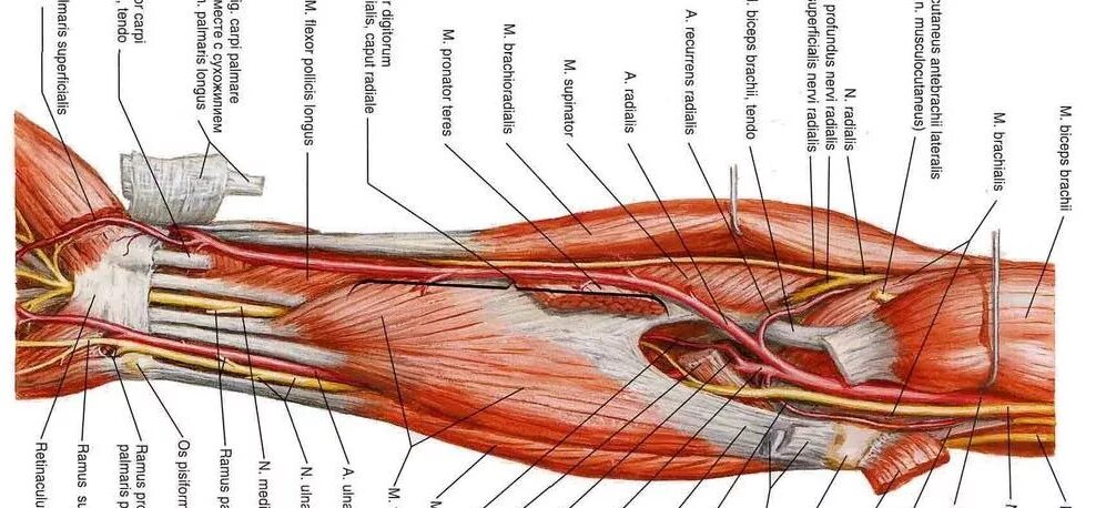 Связки на руке. Нервы локтевого сустава анатомия. Анатомия предплечья человека. Мышцы предплечья анатомия человека. Мышцы предплечья руки человека анатомия.