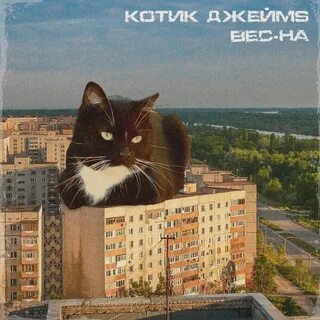 Рингтон кот