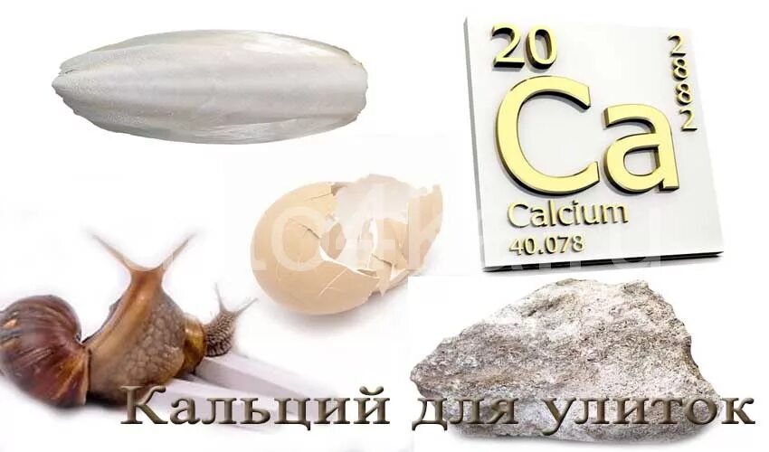 Яичная скорлупа для улиток. Смесь с кальцием для улиток ахатина. Кальций смесь для улиток ахатин. Кальций для улиток сепия. Кальций смесь для улиток ахатин.